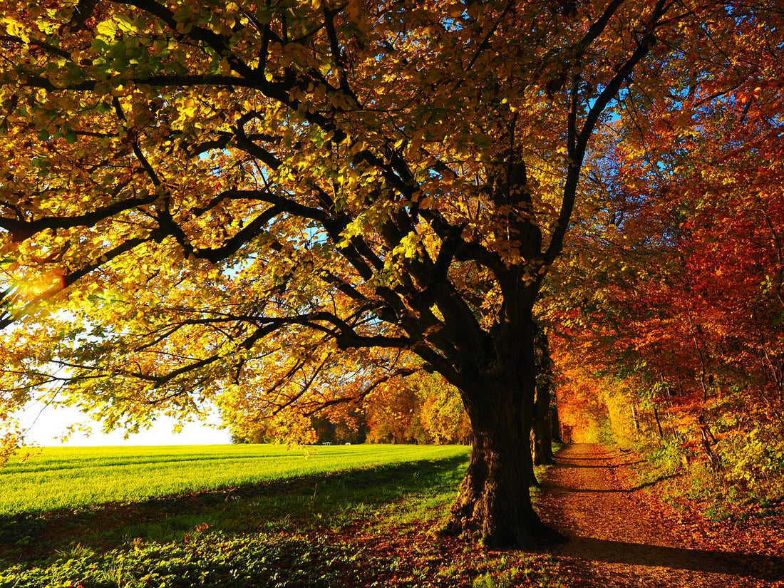 Top Tips for Fall Hand Care