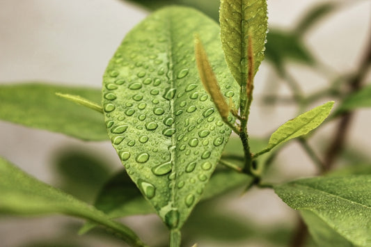 Top 5 Sustainable Nail Polish Brands