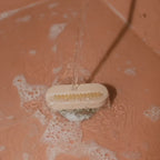 Hand & Nail Brush